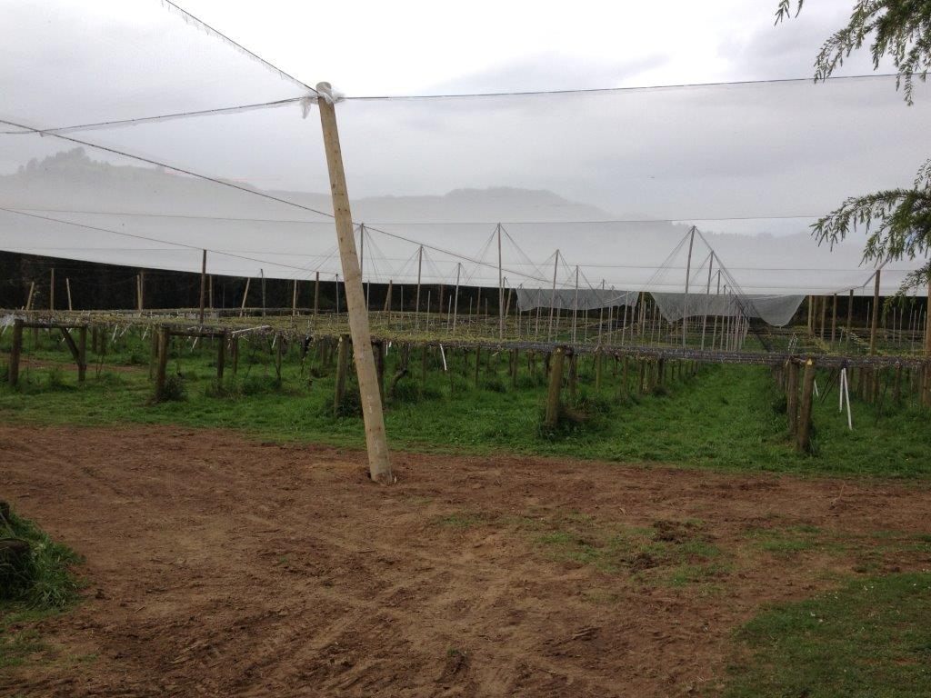 Crop Windbreaks